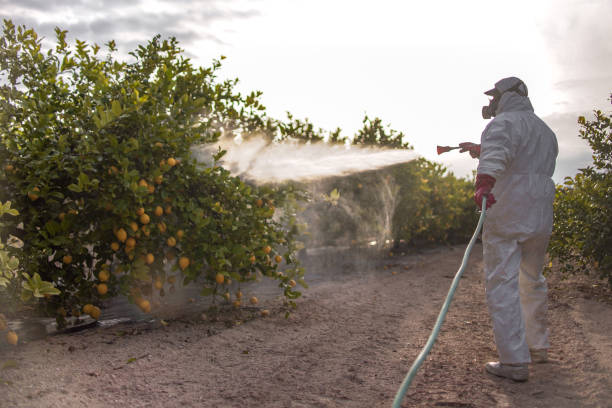 Best Mosquito Control Services  in Rocky Point, NY