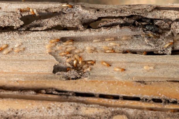 Wildlife Control Services in Rocky Point, NY