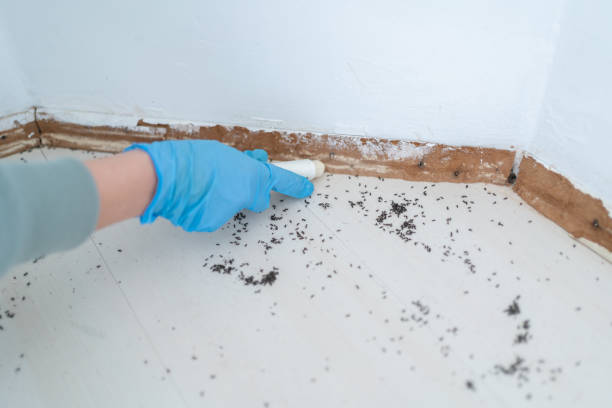 Best Commercial Pest Control Services  in Rocky Point, NY
